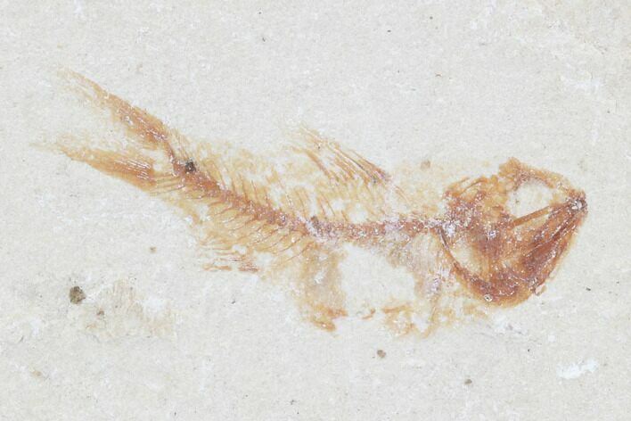 Bargain, Cretaceous Fossil Fish (Armigatus) - Lebanon #102563